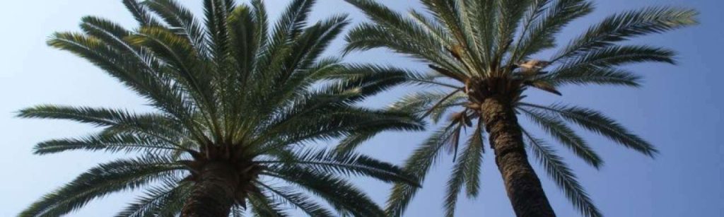 Palm e1334059379223