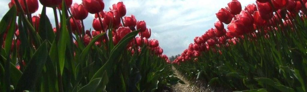 Tullips e1334653991704