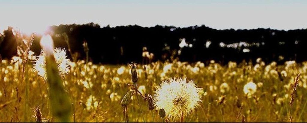 Biodiversiteit e1343725310314
