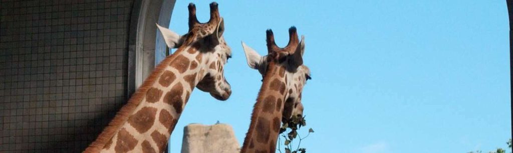 Giraffe1 e1342527912258
