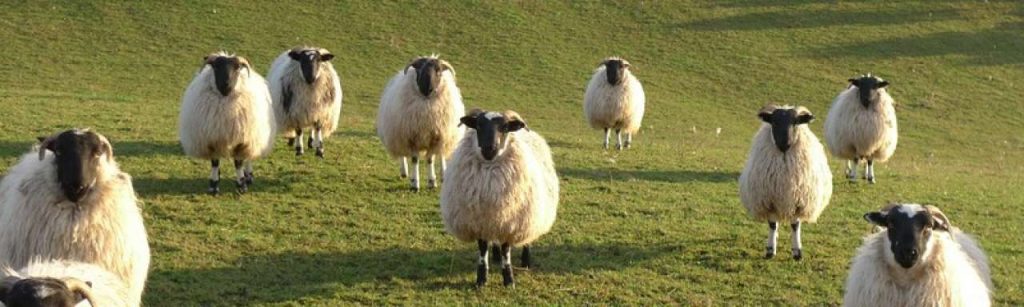 Schapen e1341583473456