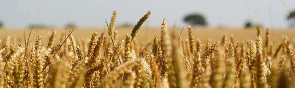 Wheat e1347357228416