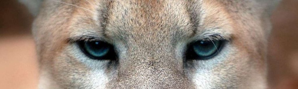 800px Cougar closeup e1355837616859