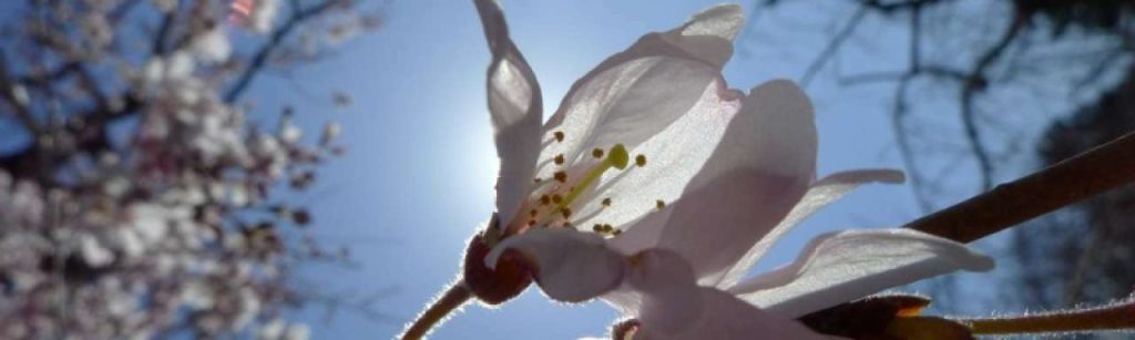 Cherry Blossom e1360319367685