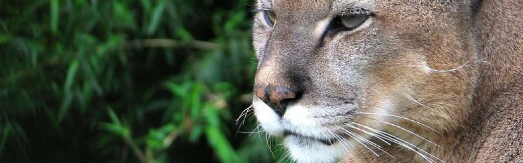 Puma1 e1361355905327