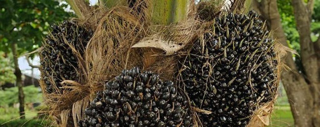 800px Elaeis guineensis oil palm fruit Portoviejo Ecuador e1364290571367