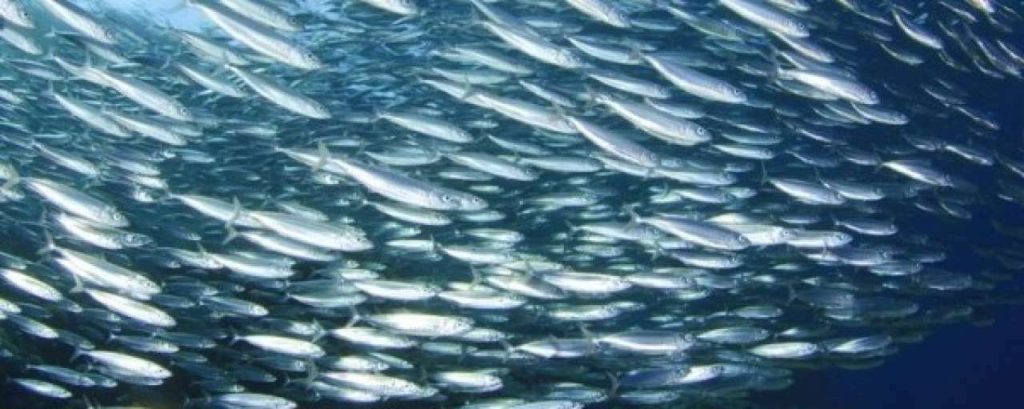 Fishery e1363793942323