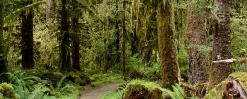 Rainforest e1364384633958