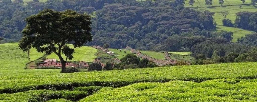 Tea kenya e1363704770532
