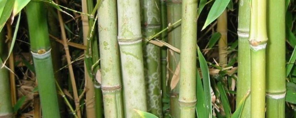 Bamboe e1365679938516