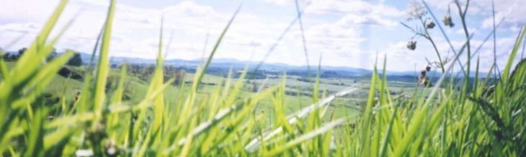 Grass e1365492426985