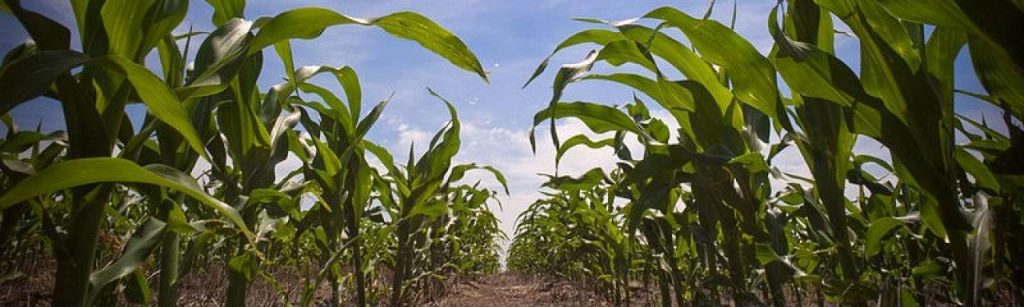 In the corn field e1368704184200