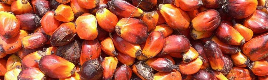 Palm oil e1369740568488