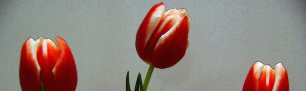 20130625 Tulp v01 e1372165654850
