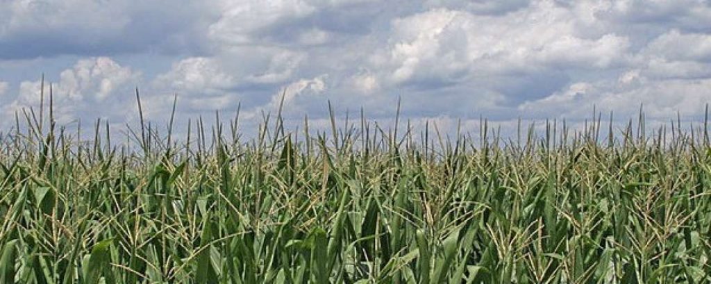 800px Corn field ohio e1370337785925