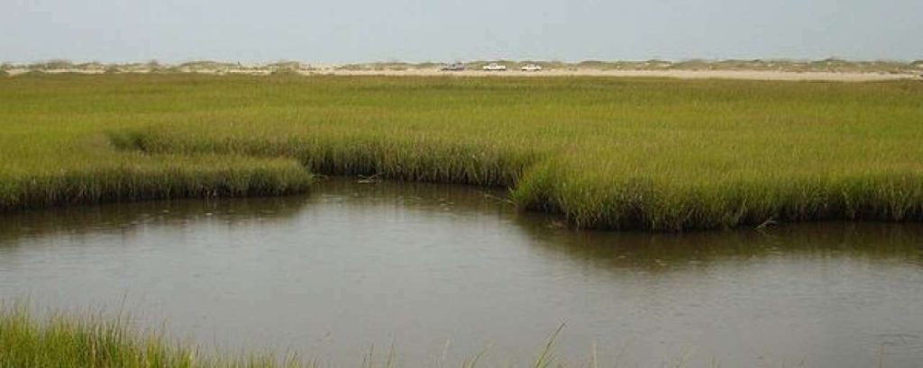 800px Fort Fisher State Recreation Area Salt Marsh e1371462190459