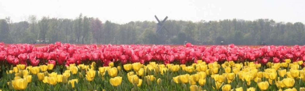 Bollenstreek v01 e1370524017189