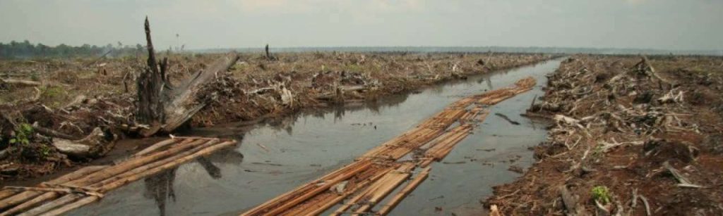 Riau deforestation 2006 e1372076948800