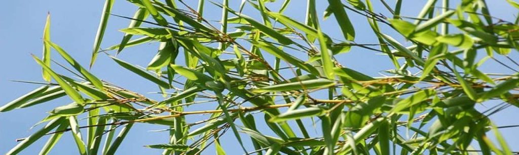 Bamboo e1370250540841