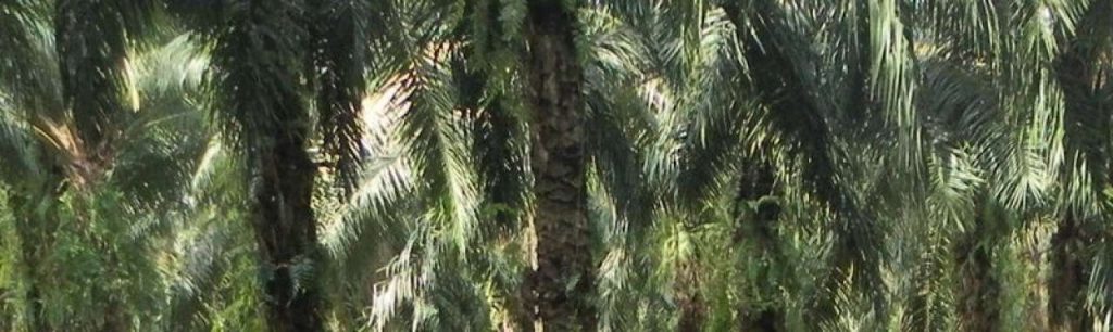 Palmolie e1383843588971