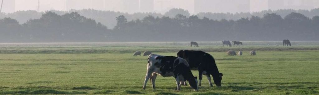 Nederlands landschap e1386946279510