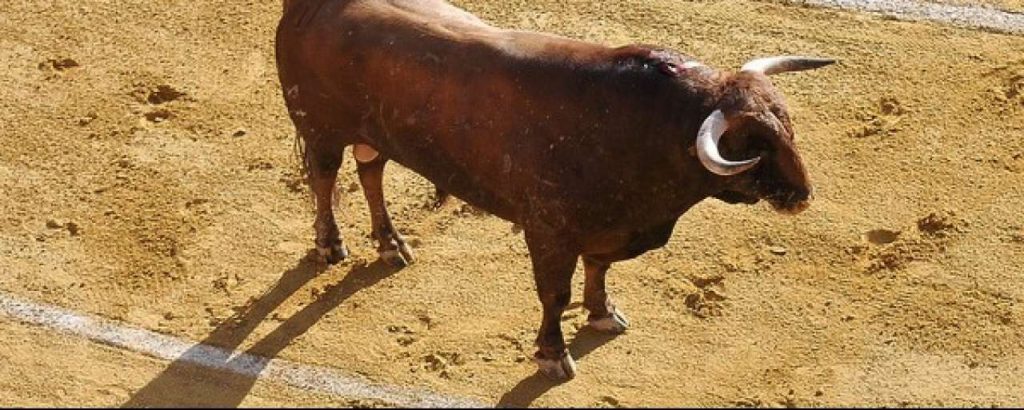 Spanish Bull Mait JC3 B Criado e1391174186373