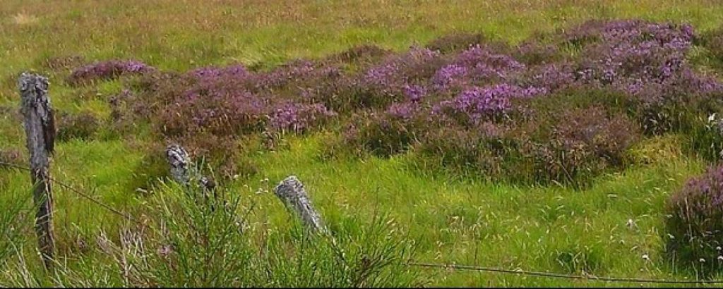 Karen Bryan Aberdeenshire e1393252306536