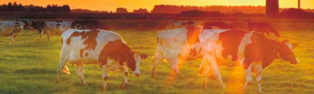 Friesland Campina800