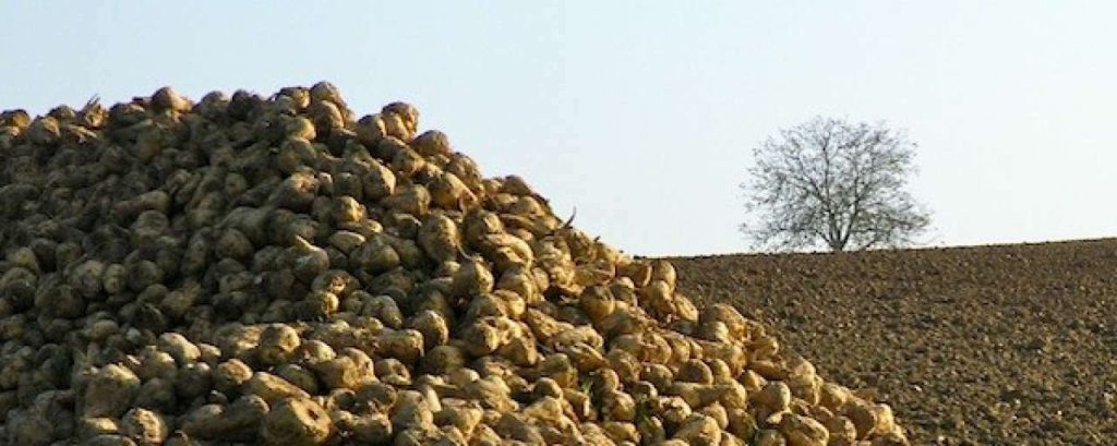 Suikerbieten800