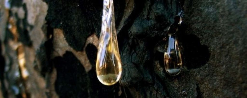 Pine Resin e1412597176863