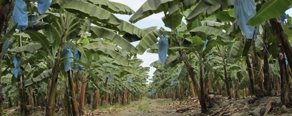 Bananenplantage800