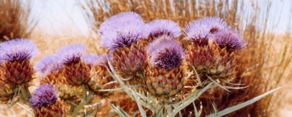 Cynara cardunculus e1416475190520