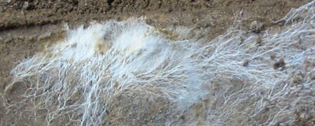Mycelium800