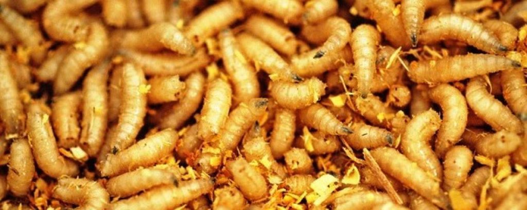Waxworm plastic