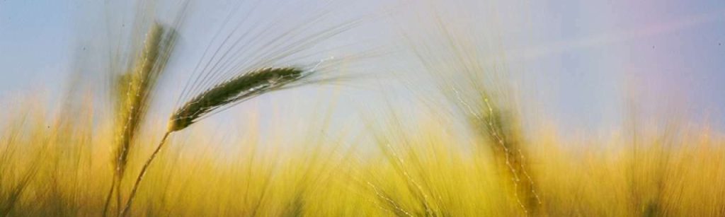 Farm2050