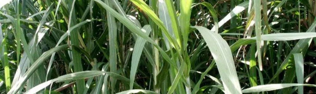 Suikerriet bagasse bio ethanol