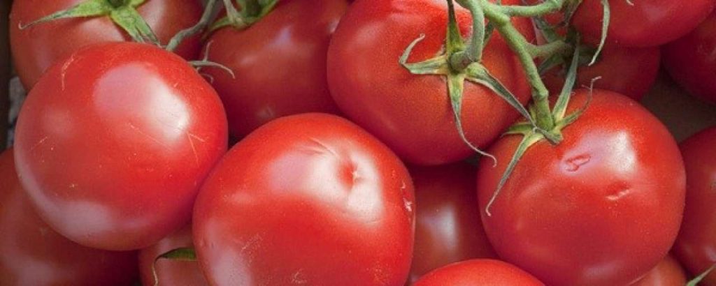 Tomatenplant vezels