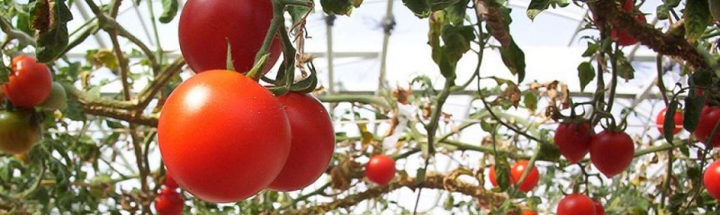 Tomatenteelt china