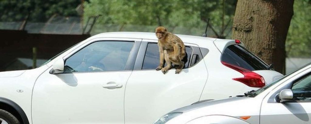 Safariauto biobrandstof
