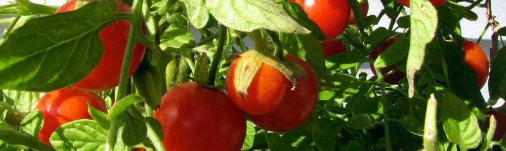 Tomatenplant