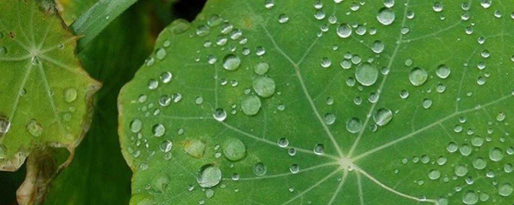 Biomimicry800