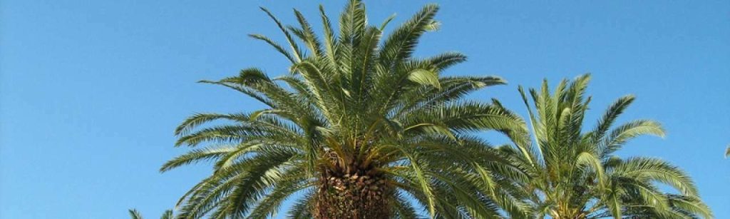 Palmplastic hemcell