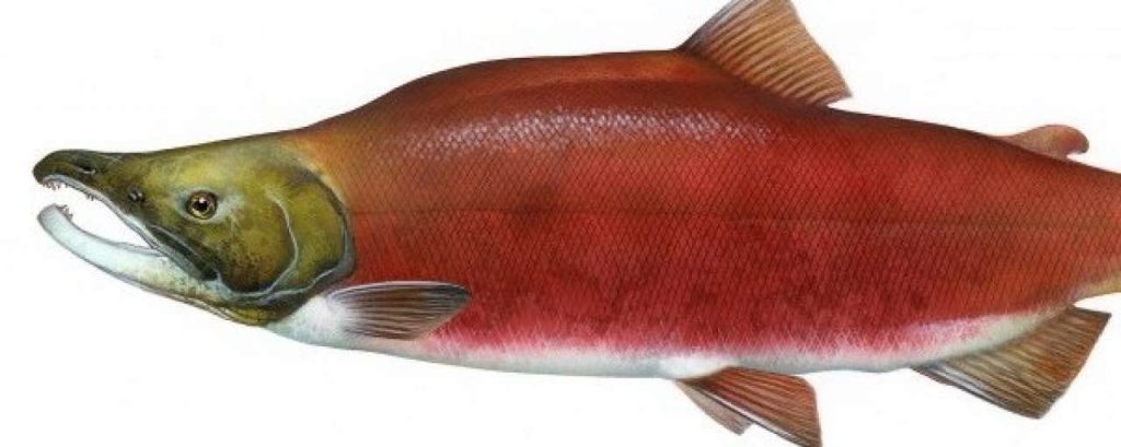 Zalm1 e1421404963555