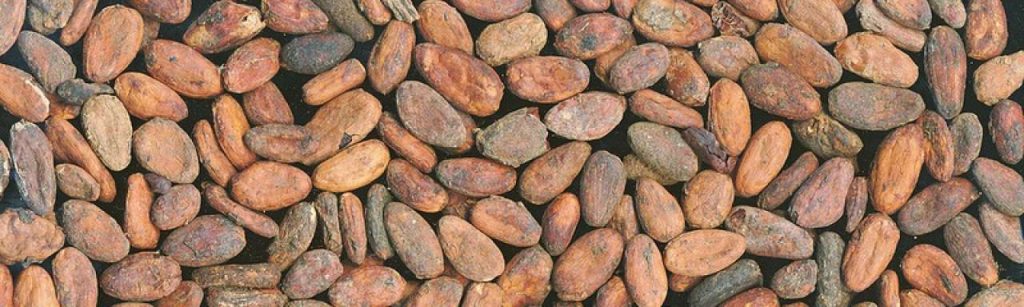 Cocoa beans