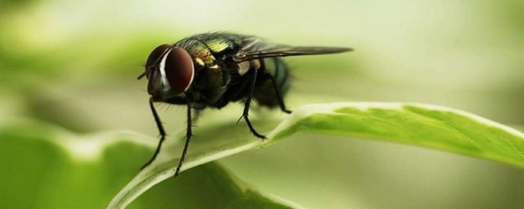 Fly