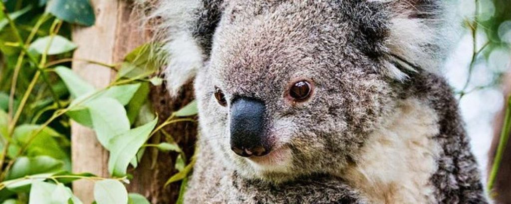 Koala1 e1424794703334
