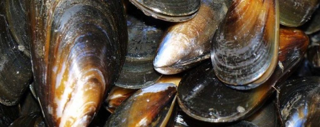 Mossel