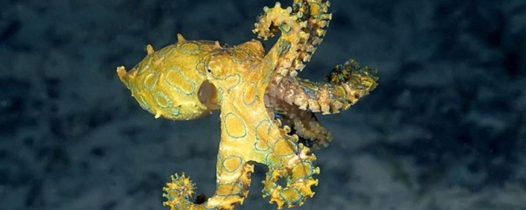 Octopus zwemmend1