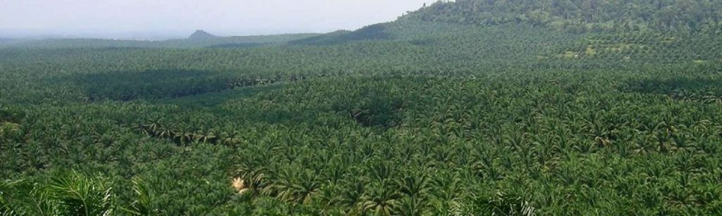 Palmolie plantage e1424864912158