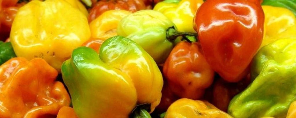 Paprika